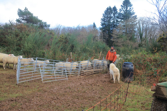 Changement de parcelle pour le troupeau de brebis de la ferme de Kervel