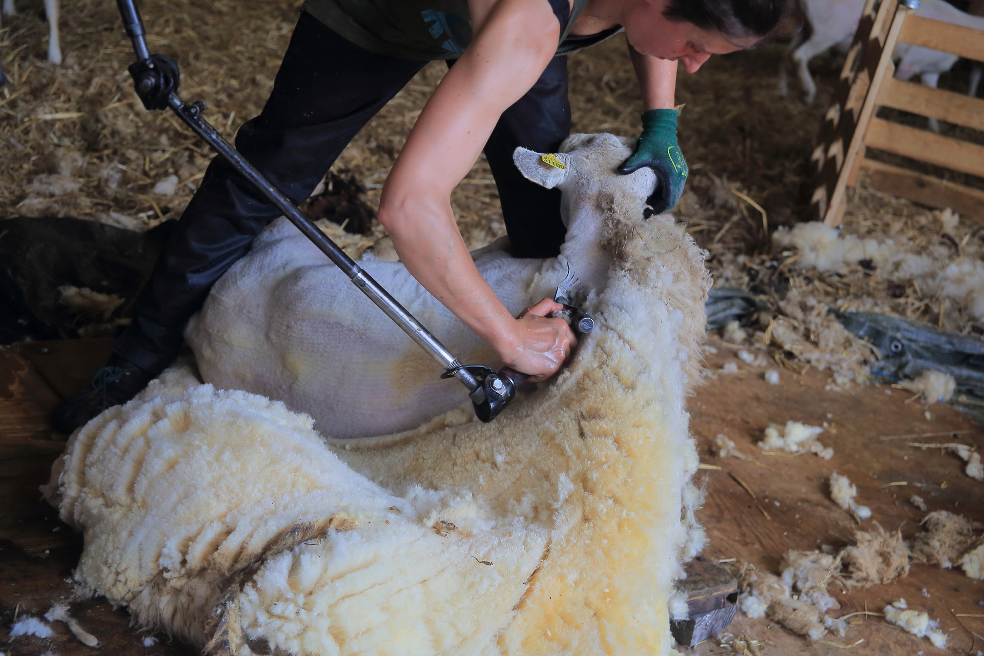 Tonte et soins de printemps pour les brebis Texel !