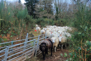 Brebis Texels allaitantes de la Ferme de Kervel à Hanvec