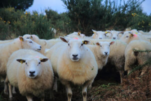 Brebis de la Ferme de Kervel à Hanvec - Finistère