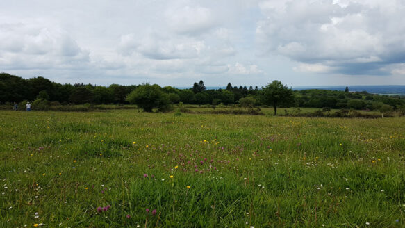 Prairie pâturée permanente au coeur du Parc Naturel Régional d'Armorique à Hanvec